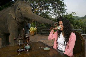 GOLDEN TRIANGLE, THAILAND - DECEMBER 10: Miki Giles from Hong Kong tastes the Black Ivory Coffee at breakfast as Meena, a 6 year old baby elephant, gets curious at the Anantara Golden Triangle resort December 10, 2012 in Golden Triangle, northern Thailand. Black Ivory Coffee, started by Canadian coffee expert Blake Dinkin, is made from Thai arabica hand picked beans. The coffee is created from a process whereby coffee beans are naturally refined by a Thai elephant. It takes about 15-30 hours for the elephant to digest the beans, and later they are plucked from their dung and washed and roasted. Approximately 10,000 beans are picked to produce 1kg of roasted coffee. At USD 1,100 per kilogram or USD 500 per pound, the cost per serving of the elephant coffee equals USD 50, making the exotic new brew the world's priciest. It takes 33 kilograms of raw coffee cherries to produce 1 kilo of Black Ivory Coffee. (Photo by Paula Bronstein/Getty Images) ORG XMIT: 158273979