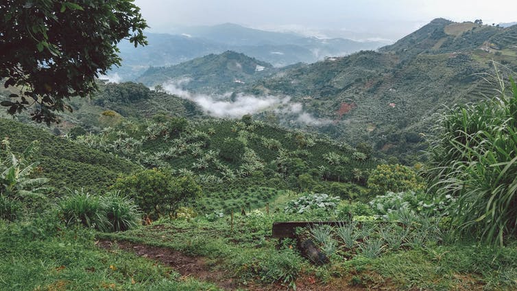 A kávétermelők is küzdenek Kolumbia változó éghajlatával