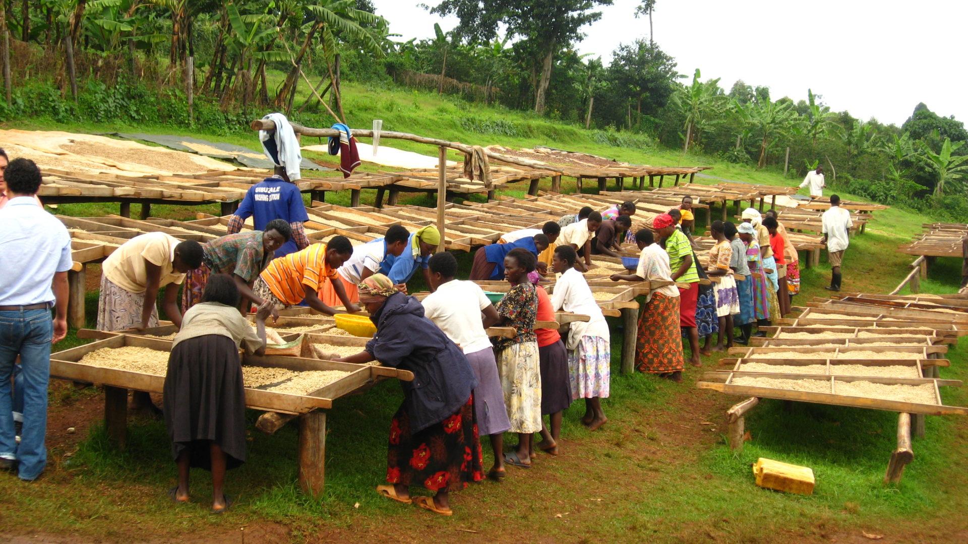 Kávéfajták bemutatása 1. rész Uganda Bugisu AA