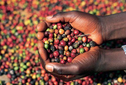 A kávé őshazája, Etiópia