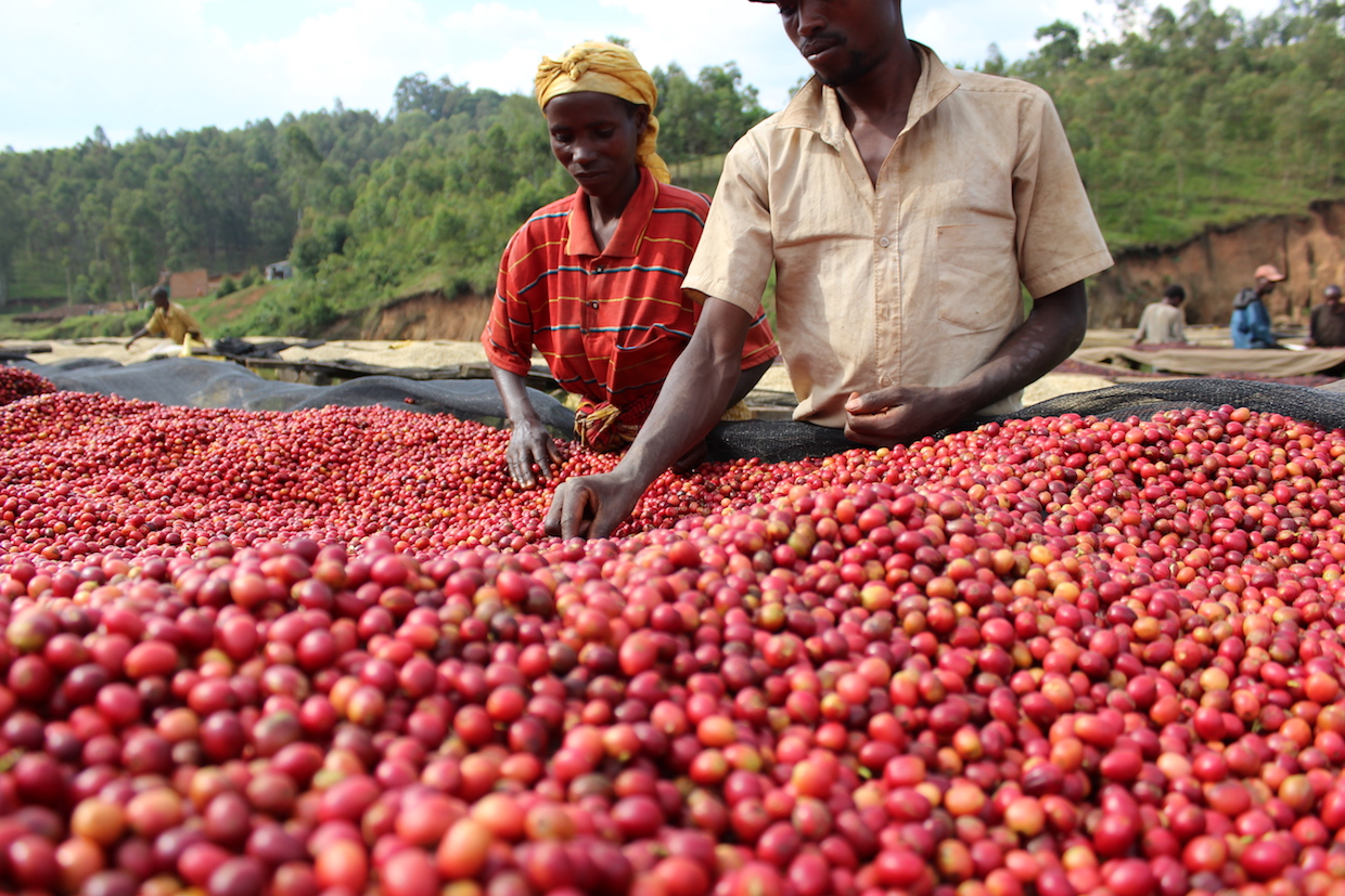 Kávé termelő országok történelme – Burundi és Etiópia