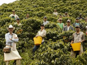kávé ültetvény