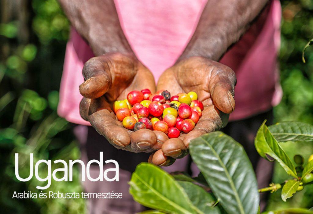 Uganda kávé termesztés barista tanfolyam